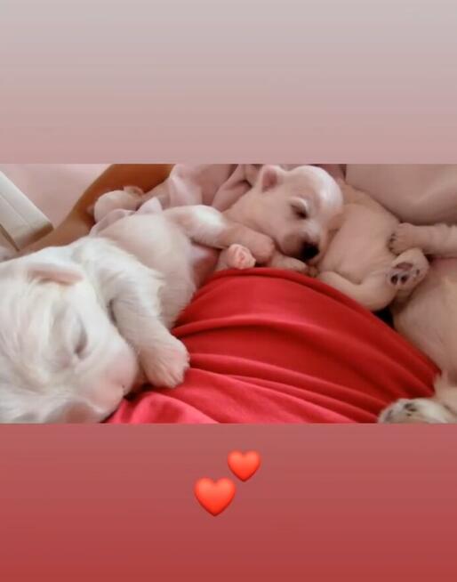 Szczeniaczki z rodowodem zapowiedź miotu kwiecień 2026