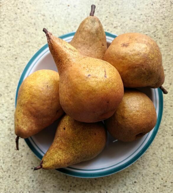 Gruszki duże twarde cena brutto 2-3 zł. oferent.pl.tl