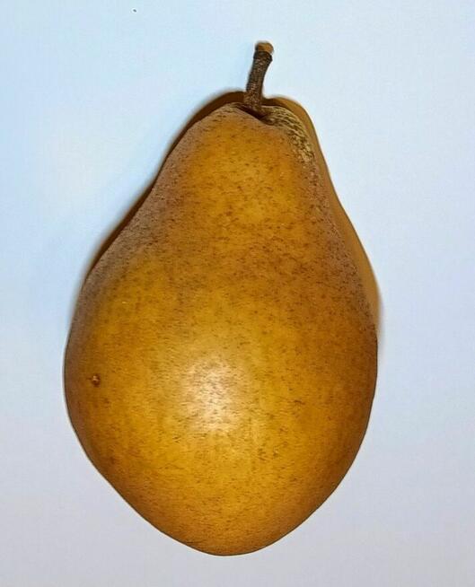 Gruszki duże twarde cena brutto 2-3 zł. oferent.pl.tl