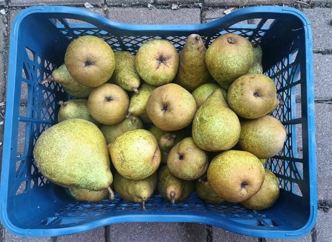 Gruszki duże twarde cena brutto 2-3 zł. oferent.pl.tl