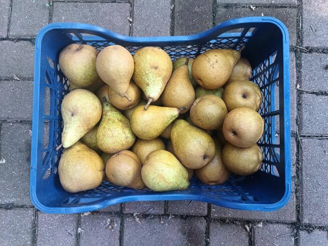 Gruszki duże twarde cena brutto 2-3 zł. oferent.pl.tl