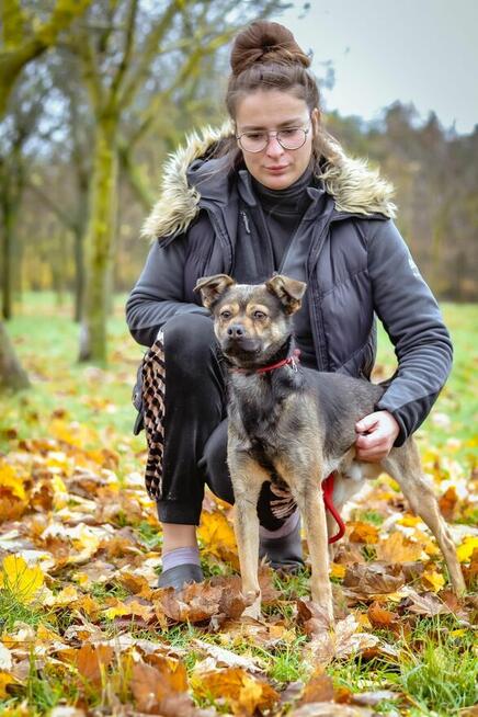 Adaś-młody energiczny pies szuka aktywnej rodziny