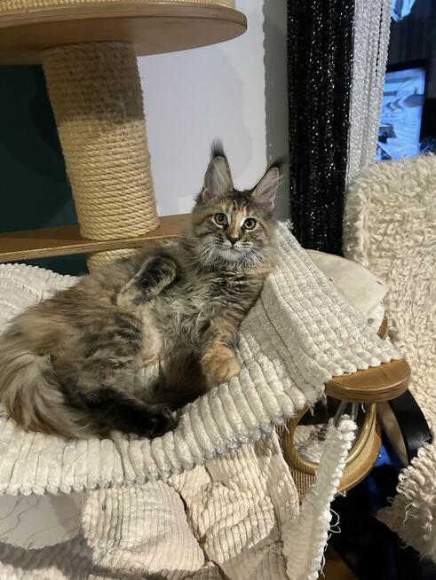 Wspaniałe rodowodowe kocięta maine coon