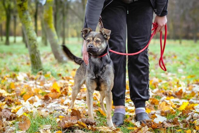 Adaś-młody energiczny pies szuka aktywnej rodziny
