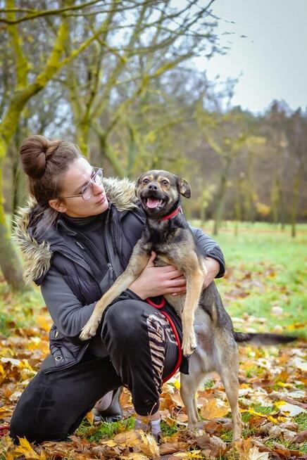 Adaś-młody energiczny pies szuka aktywnej rodziny