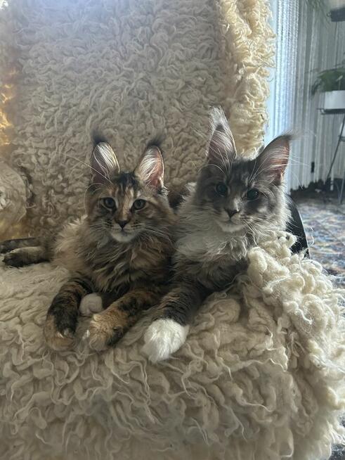 Wspaniałe rodowodowe kocięta maine coon