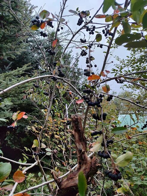 Ogródek Działkowy ROD przy ICZMP.