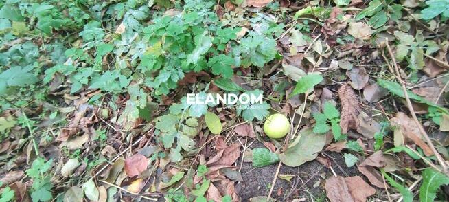 Tajemniczy ogród z domem oraz ...