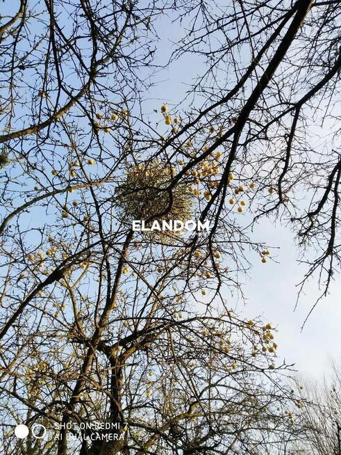 Tajemniczy ogród z domem oraz ...