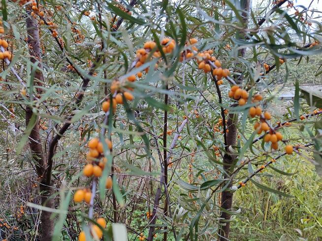 Ogródek Działkowy ROD przy ICZMP.