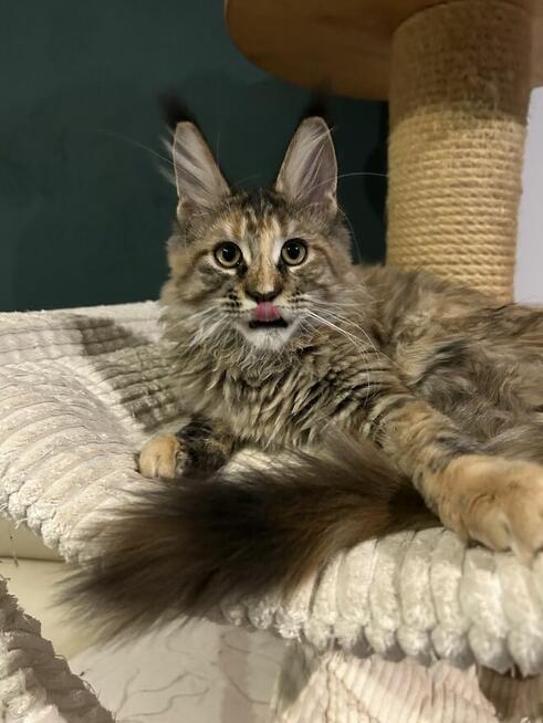 Wspaniałe rodowodowe kocięta maine coon