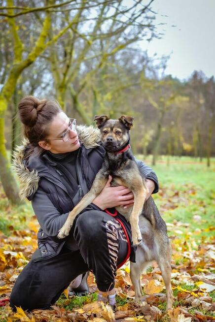 Adaś-młody energiczny pies szuka aktywnej rodziny