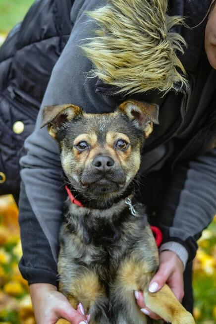 Adaś-młody energiczny pies szuka aktywnej rodziny