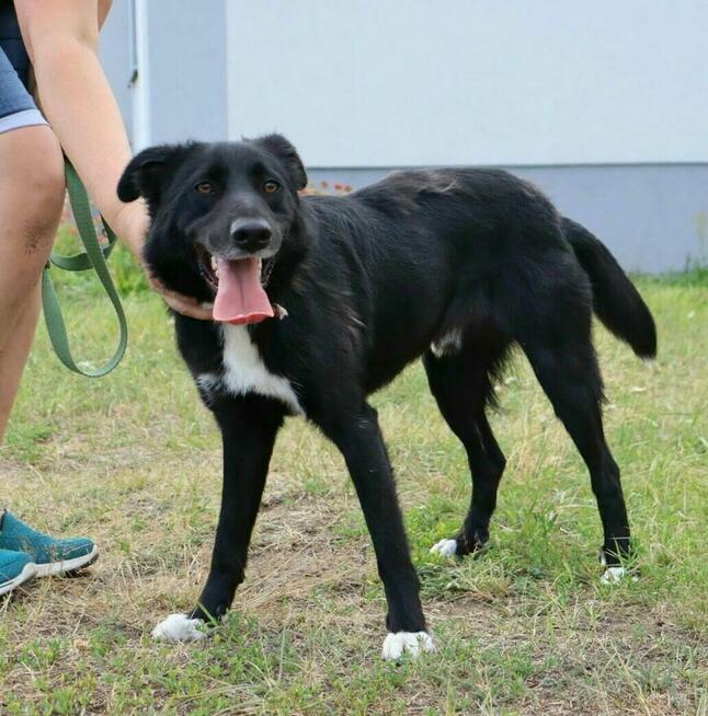 Elegancki psiak Bond szuka domu!