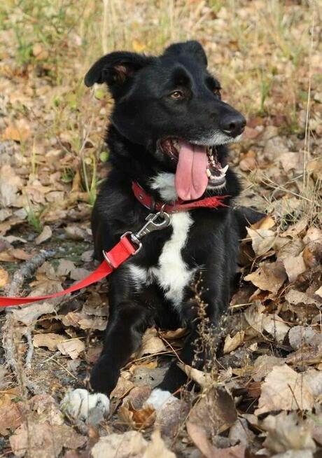 Elegancki psiak Bond szuka domu!