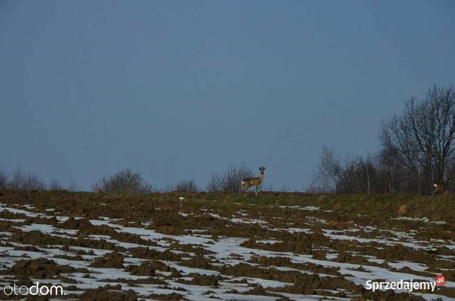 56ara =331.000zł. ZIELONKI-Trojanowice, k.Krakowa