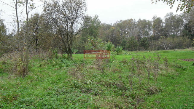 Olszowice, z widokiem na las