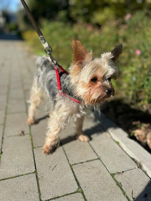 mini yorki, yorkshire-reproduktor