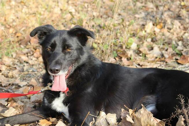 Elegancki psiak Bond szuka domu!