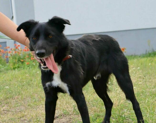 Elegancki psiak Bond szuka domu!