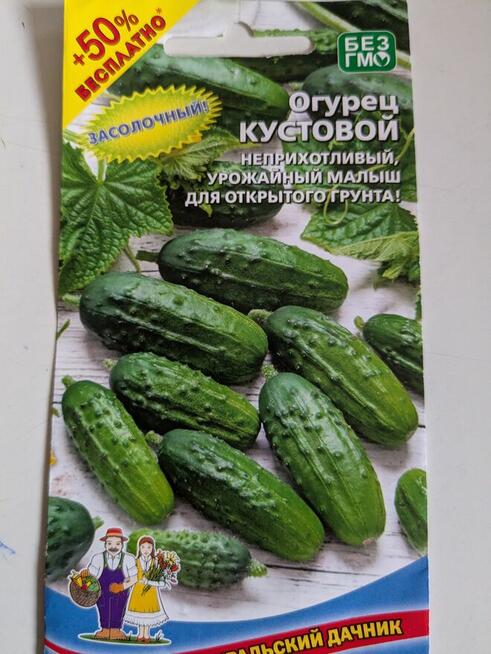 Currant Gold Russian Nasiona pomidor rosyjski pokarm nasiona