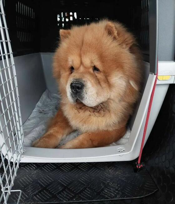 Transport zwierząt psów kotów cała Polska i nie tylko