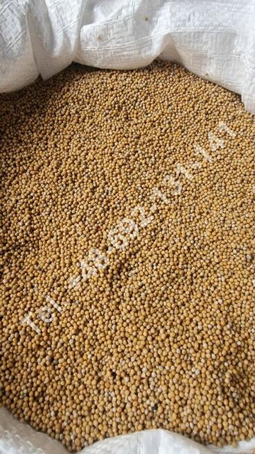 Gorczyca biała (Sinapis alba), spożywcza, hurt