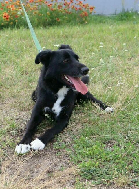 Elegancki psiak Bond szuka domu!