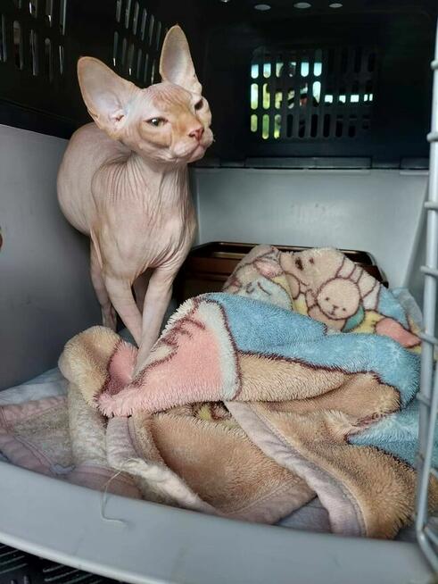 Transport zwierząt psów kotów cała Polska i nie tylko