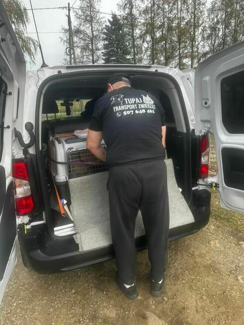 Transport zwierząt psów kotów cała Polska i nie tylko