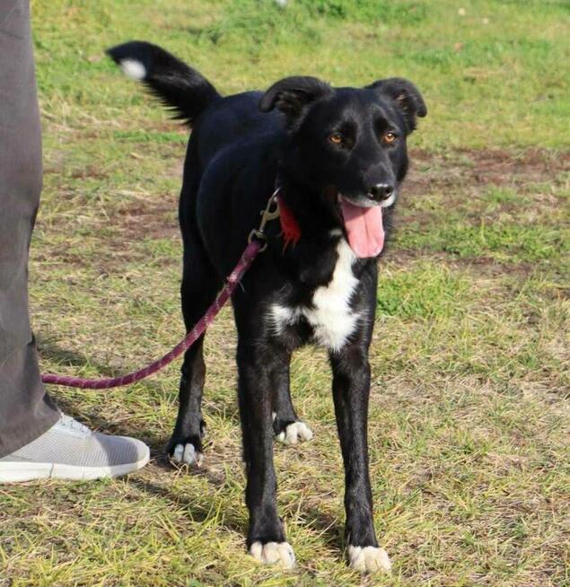 Elegancki psiak Bond szuka domu!