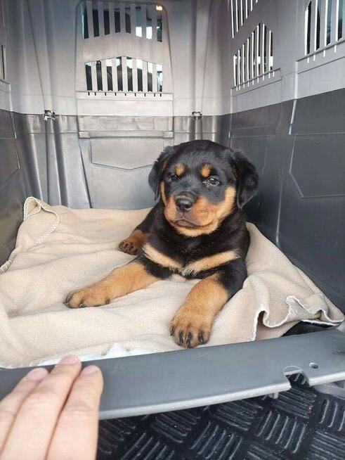 Transport zwierząt psów kotów cała Polska i nie tylko