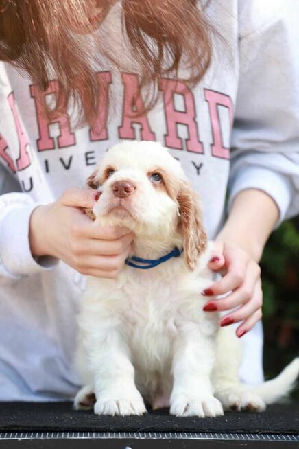 Szczeniak Clumber Spaniel FCI/ZKwP