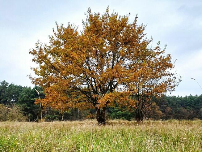 Camp-KAJAKOWO Pole Namiotowe Camping zaprasza w 2024 roku