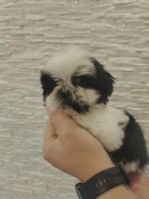 Shih tzu