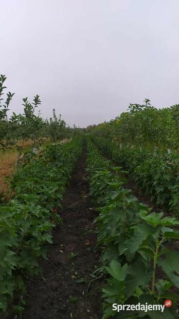 Sprzedam Sadzonki Porzeczki Czarnej – Owocna