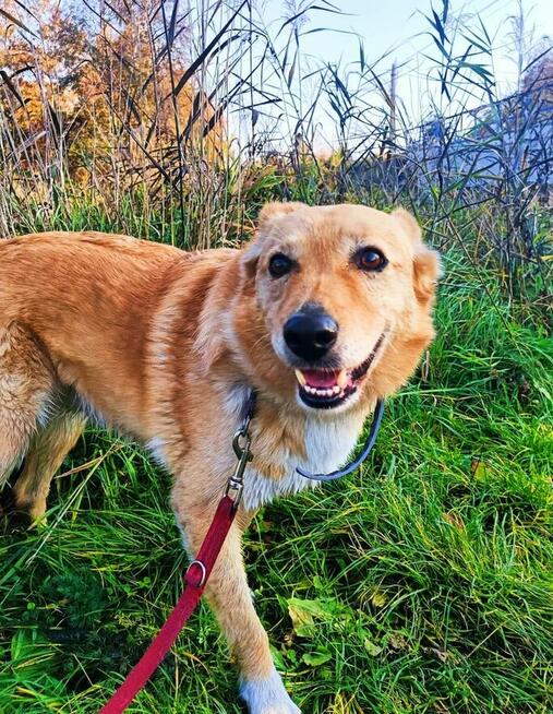 RUDY cudowny spokojny psiak szuka PILNIE kochającego domku