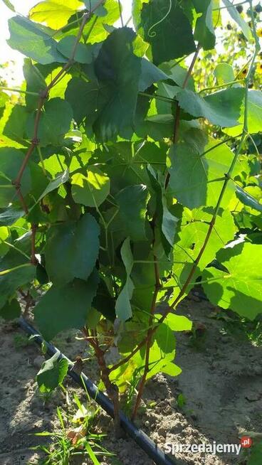 Sprzedam Sadzonki Winogrona Odmiany Swedson Red