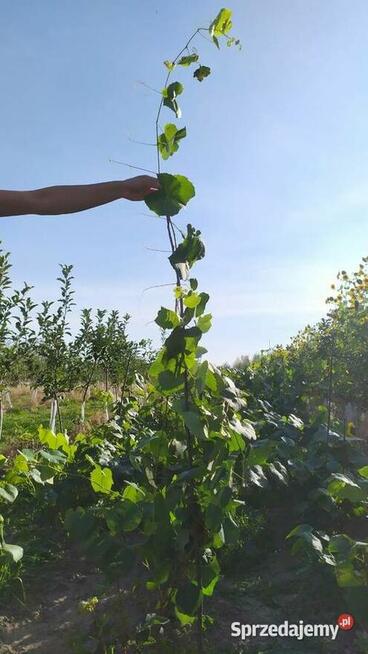 Sprzedam Sadzonki Winogrona Odmiany Swedson Red