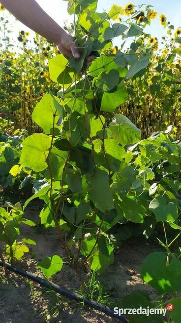 Sprzedam Sadzonki Winogrona Odmiany Swedson Red