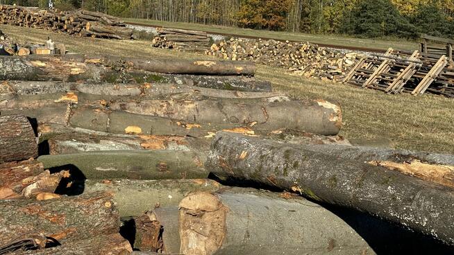 Profesjonalna Wycinka Drzew WYCINAMY ZA DARMO (za drewno)!