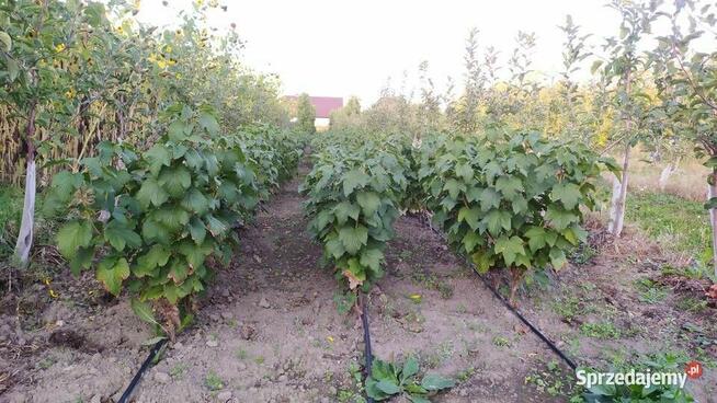 Sprzedam Sadzonki Porzeczki Czarnej – Owocna