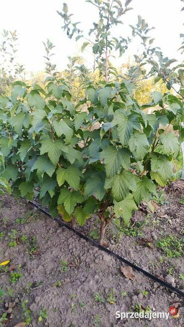 Sprzedam Sadzonki Porzeczki Czarnej – Owocna
