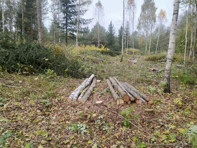 Profesjonalna Wycinka Drzew WYCINAMY ZA DARMO (za drewno)!