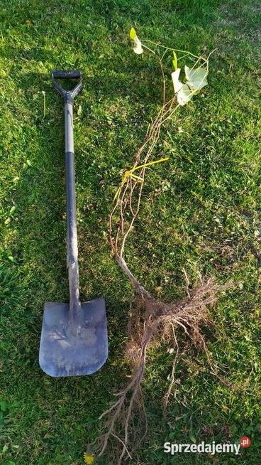 Sprzedam Sadzonki Winogrona Odmiany Swedson Red