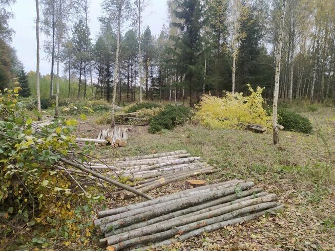 Profesjonalna Wycinka Drzew WYCINAMY ZA DARMO (za drewno)!