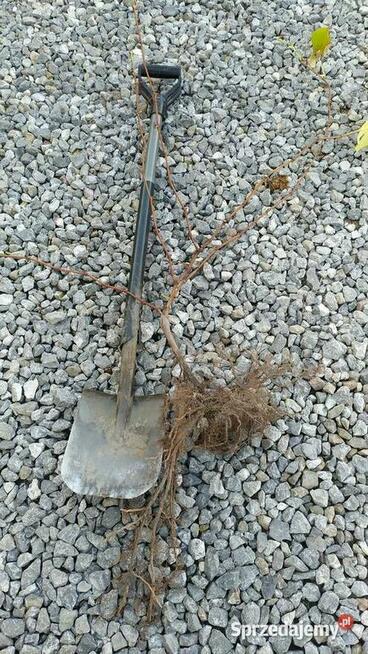 Sprzedam Sadzonki Winogrona Odmiany Swedson Red