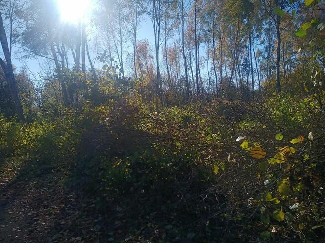 Wycinka drzew itp...