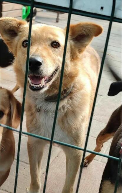 RUDY cudowny spokojny psiak szuka PILNIE kochającego domku