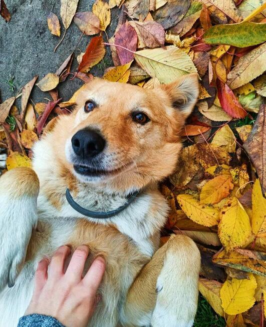 Kochany proludzki psiak szuka PILNIE spokojnego domu